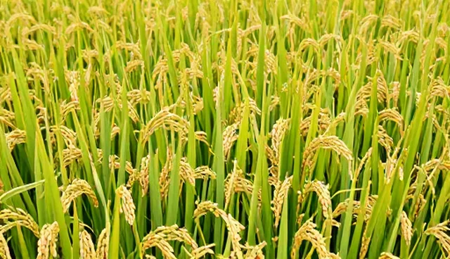 农产品加工环节中的供应稳定性选择要点分析