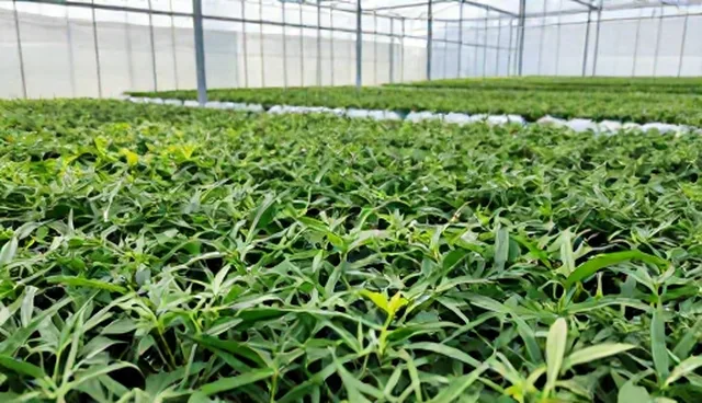 种植效益提升中的种苗供应与团队协作关键