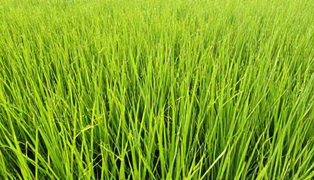 高产水稻种苗适用条件检查要点解析