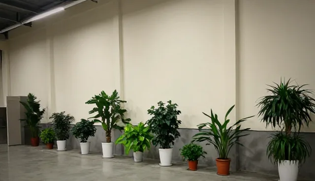 宠物设计如何影响实际选择？