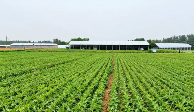 有害生物防治在农业生产中的实践路径与挑战