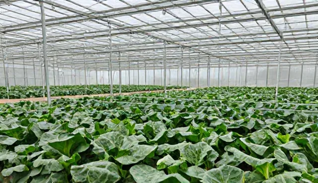 节点可查在性能优化中的实际应用及处理方向